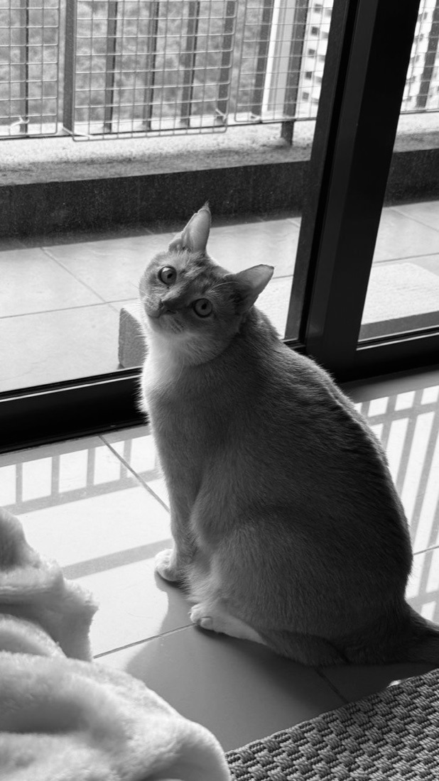 My oldest friend, a cat